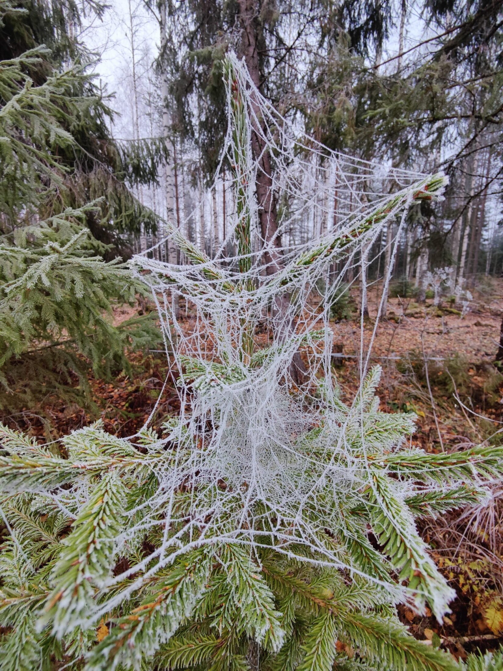 ympäristötunteet